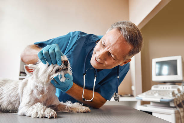 Best Emergency Dental Care for Abscessed Tooth in Rutherford College, NC